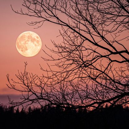 Low angle view of silhouette of bare tree against sky at night