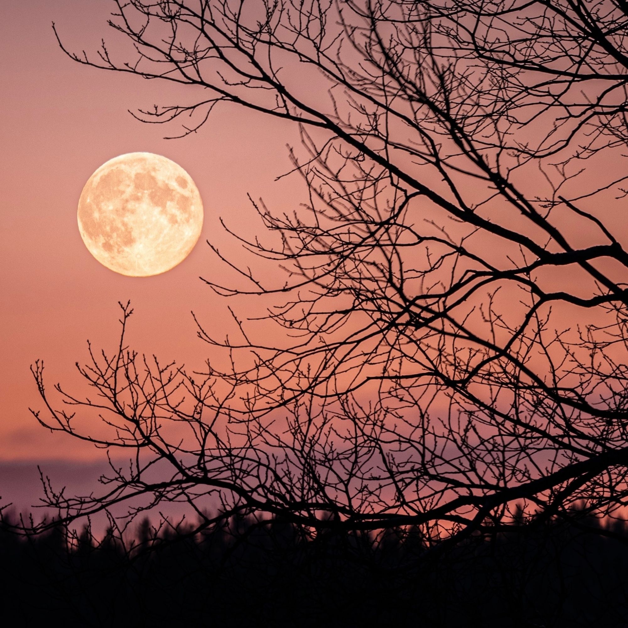 Low angle view of silhouette of bare tree against sky at night