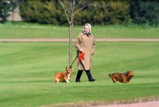 WINDSOR, UNITED KINGDOM - APRIL 2: Queen Elizabeth II walking her dogs at Windsor Castle, on April 2, 1994 in Windsor, United Kingdom
