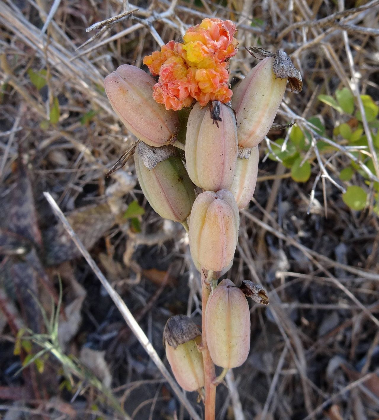 Galling on an Aloe Vera Plant