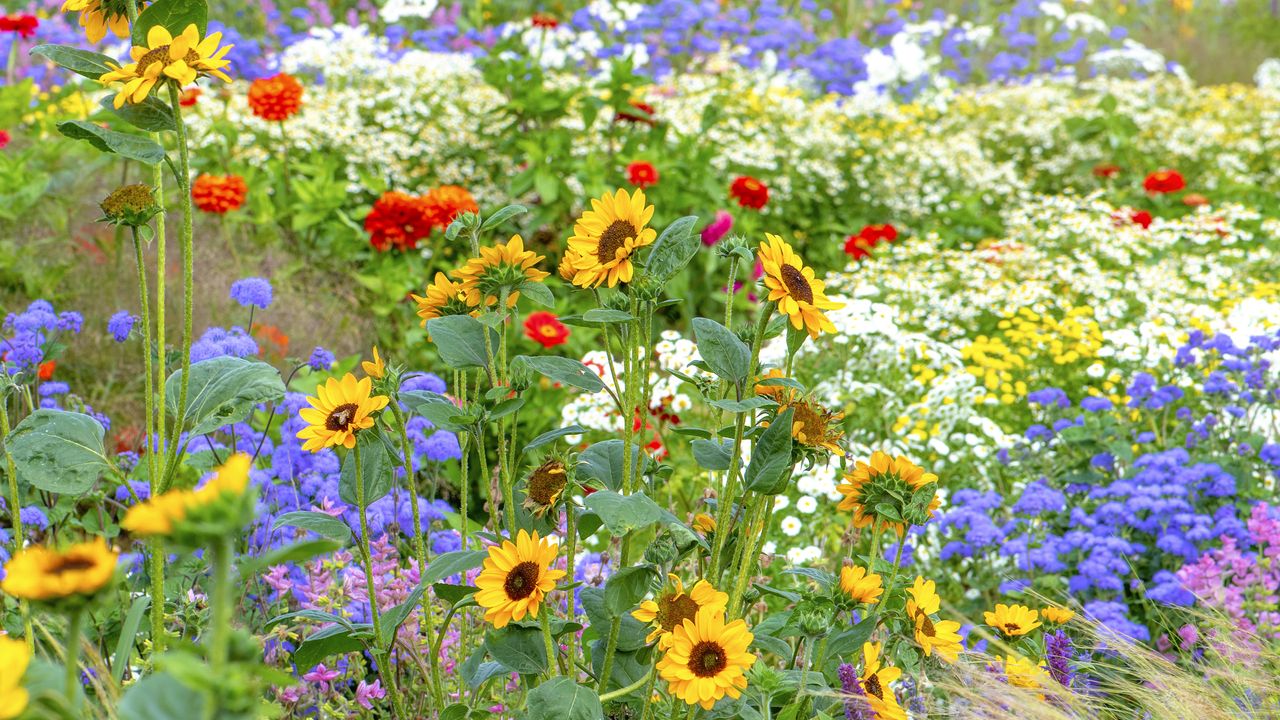 cutting garden flower bed