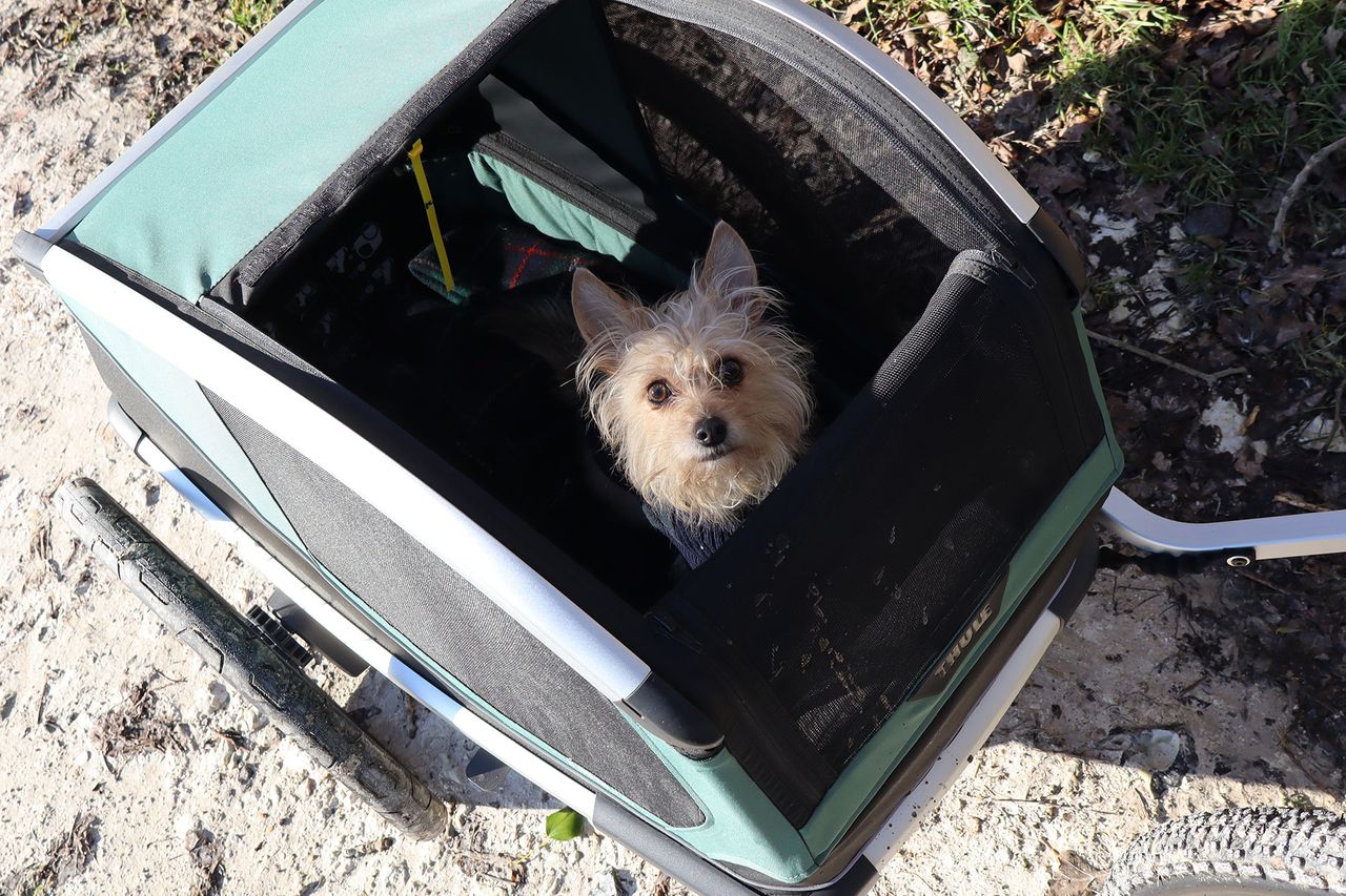 Thule Bexey Dog Trailer pictured from above, with small dog