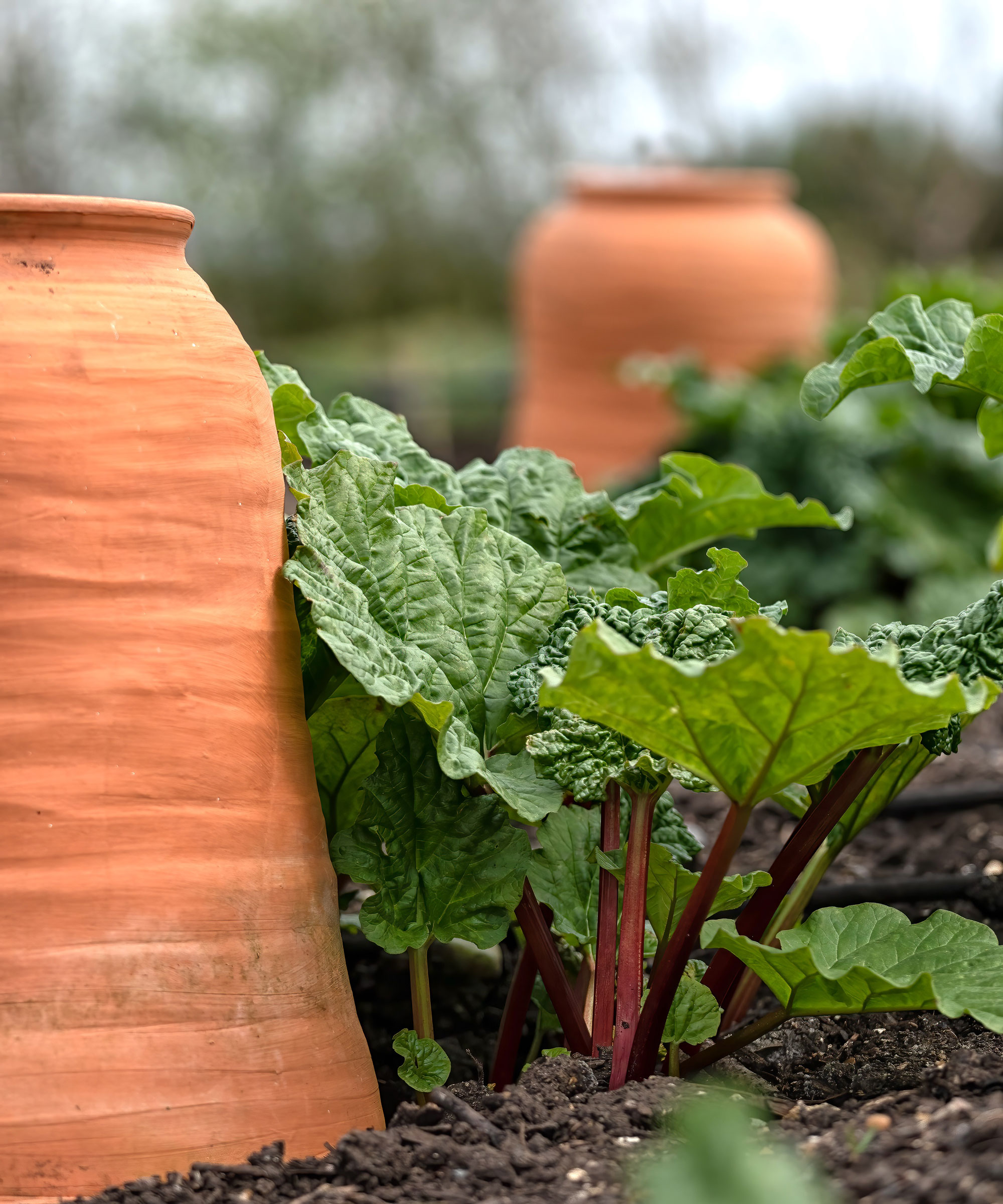 rhubarb in rhubarb forcing pots with mulch