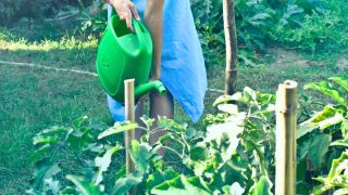 Woman in a blue dress watering her plants with a green watering can