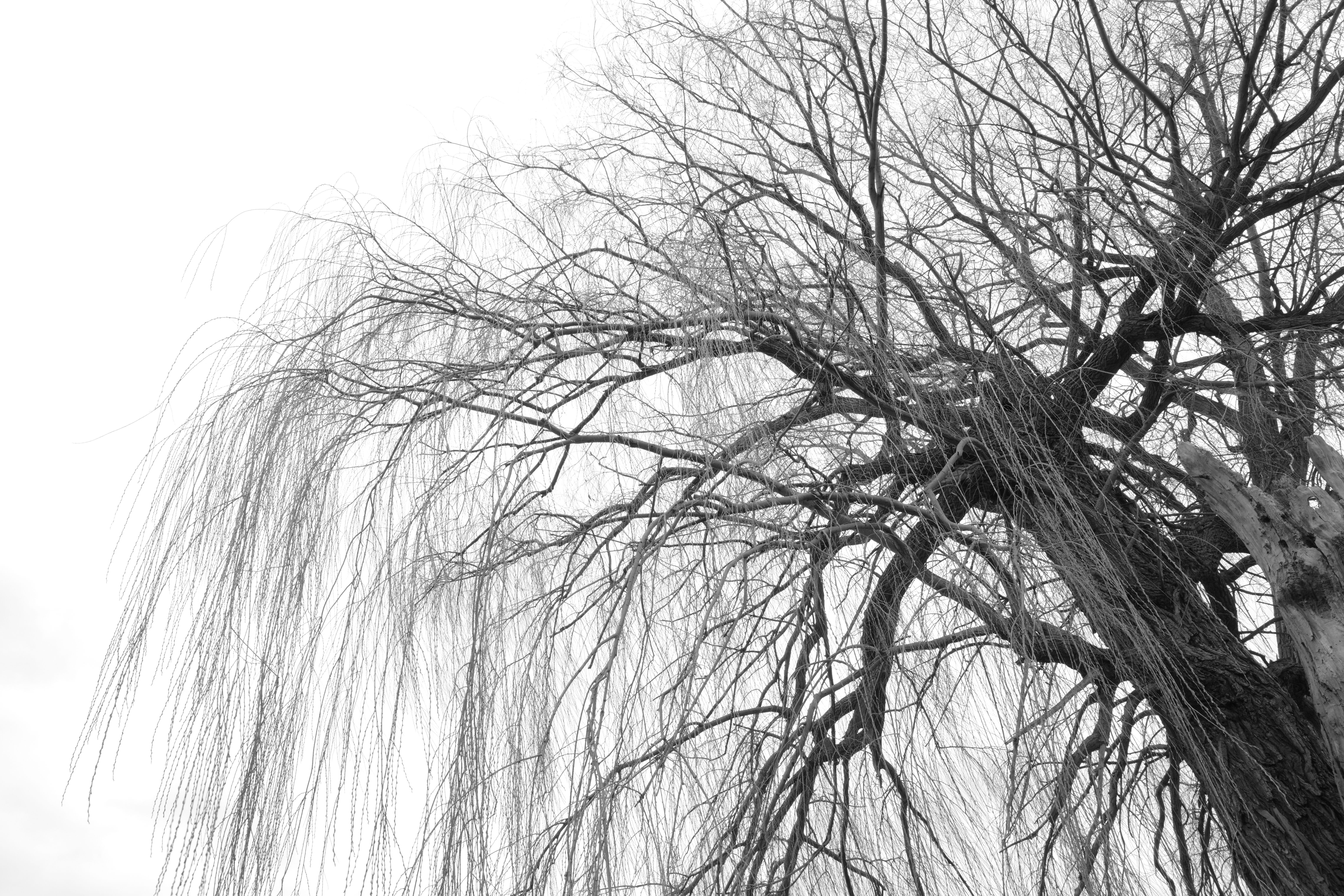 A sample image shot with the Ricoh GR IV Monochrome