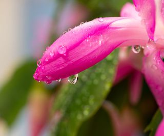 Closeup of buds of christmas cactus with pink flowers covered in droplets of water