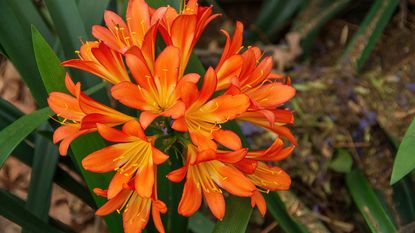 A blooming clivia plant