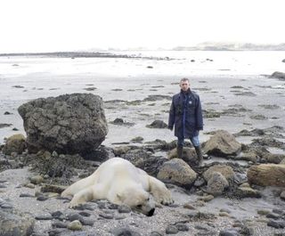 polar bear mull