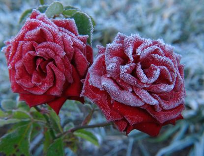 Red Roses Covered In Frost