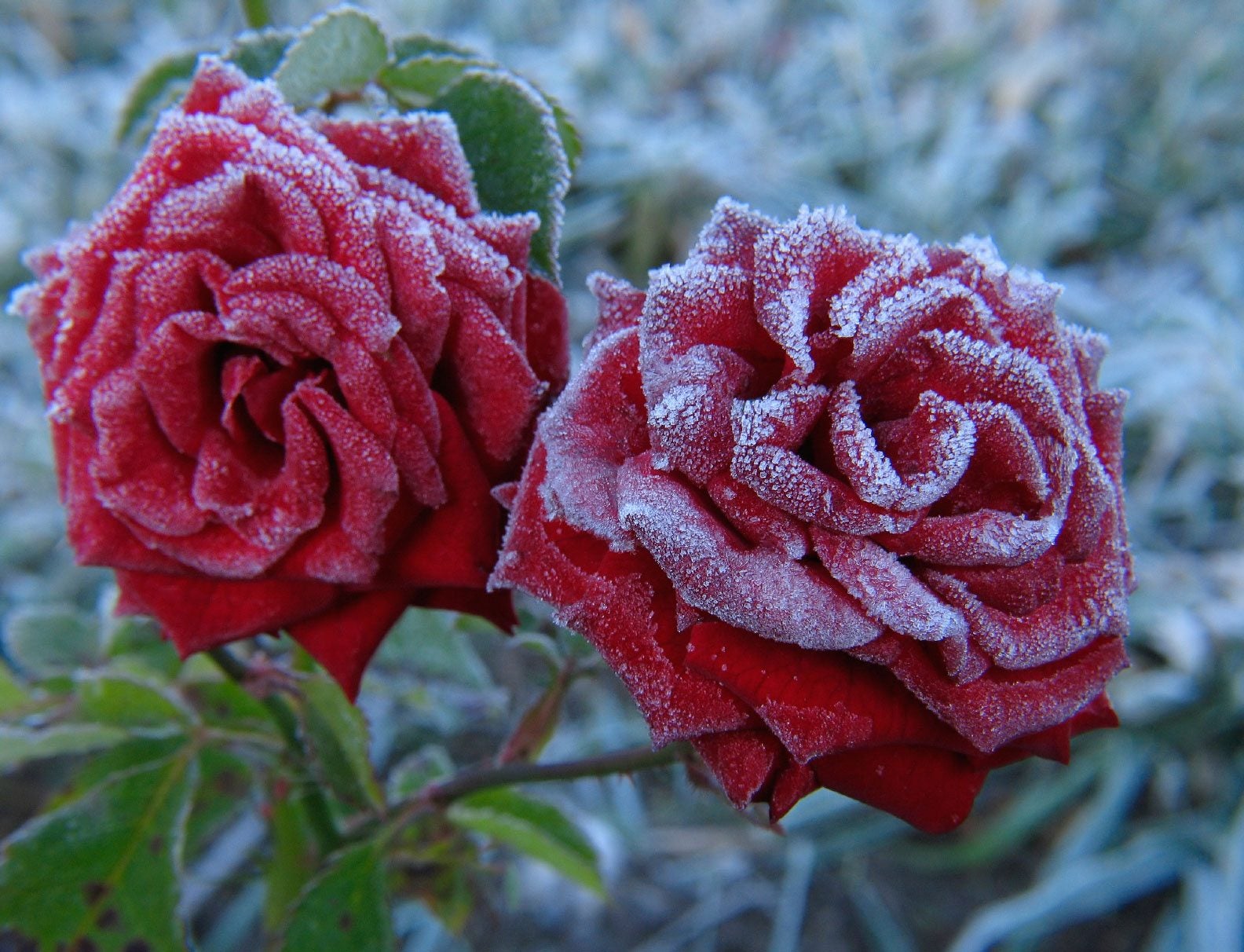 Rose bushes in deals winter