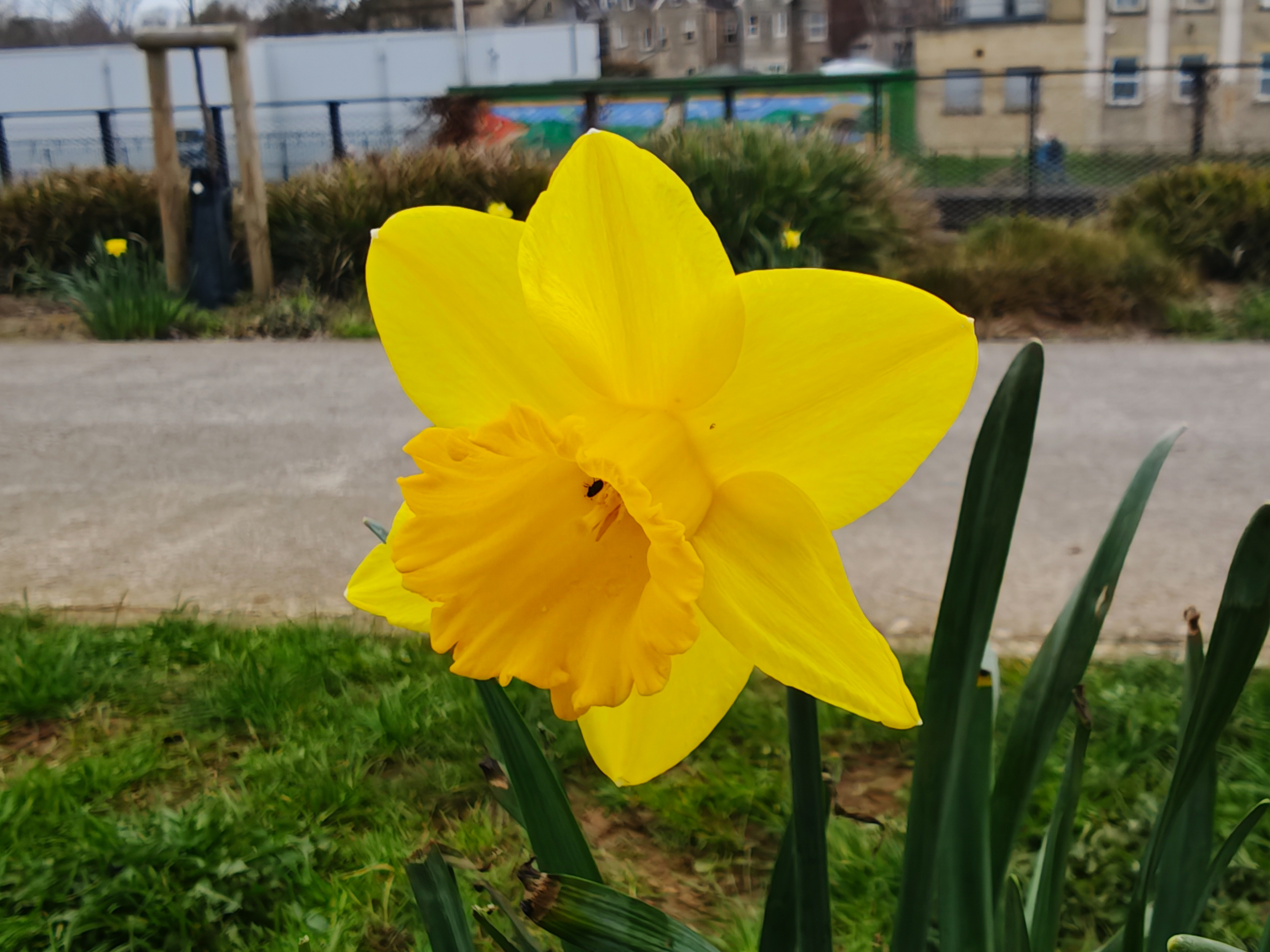 A photo taken for a Leica Leitzphone versus iPhone 17 Pro camera comparison faceoff