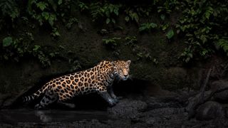 Photograph titled Jungle Keeper, by Karine Aigner of the USA, winner of the General (color) category in the 14th season of the HIPA (Hamdan bin Mohammed bin Rashid Al Maktoum International Photography Award) photography competition. Image description: In Yasuni National Park, a majestic male jaguar prowls through a clay lick in the lush Amazon depths, its muddy paws leaving soft imprints on the mossy bank. In the humid gloom, the jaguar's spotted coat gleams against rugged rocks and shallow, rippling water. Even from over 100 feet away, its piercing gaze commands awe, a rare public appearance before quietly slipping back into the dense forest.