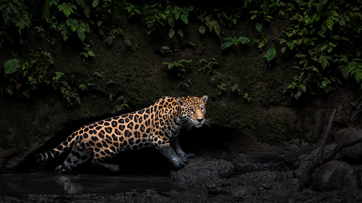 Photograph titled Jungle Keeper, by Karine Aigner of the USA, winner of the General (color) category in the 14th season of the HIPA (Hamdan bin Mohammed bin Rashid Al Maktoum International Photography Award) photography competition. Image description: In Yasuni National Park, a majestic male jaguar prowls through a clay lick in the lush Amazon depths, its muddy paws leaving soft imprints on the mossy bank. In the humid gloom, the jaguar's spotted coat gleams against rugged rocks and shallow, rippling water. Even from over 100 feet away, its piercing gaze commands awe, a rare public appearance before quietly slipping back into the dense forest.