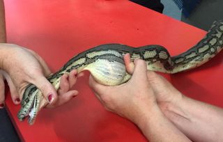 A coastal carpet python was found in Queensland, Australia, with a tennis ball in its gut.