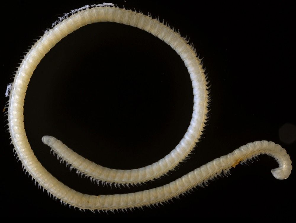 A new species of millipede (&lt;em&gt;Illacme tobini&lt;/em&gt;) with about 414 legs and four &quot;penises&quot; was discovered in a cave in Sequoia National Park in California.