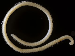 A new species of millipede (<em>Illacme tobini</em>) with about 414 legs and four "penises" was discovered in a cave in Sequoia National Park in California.