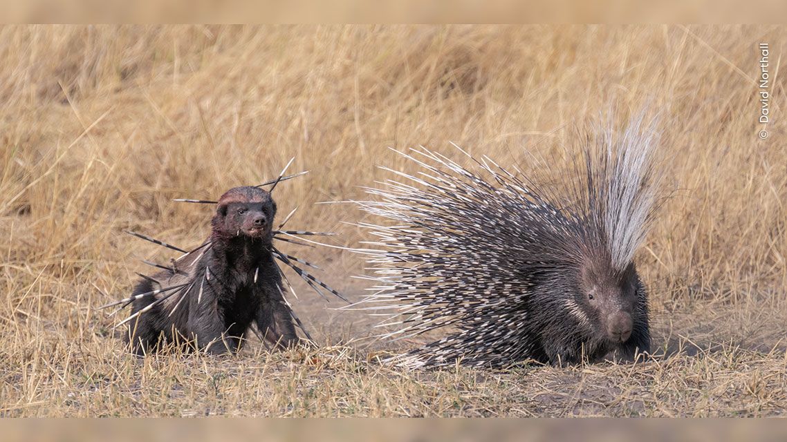 A honey badger with porcupine spikes in its face 