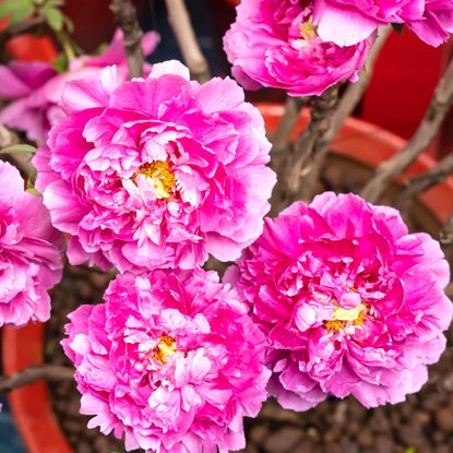 pink peonies growing in orange pot