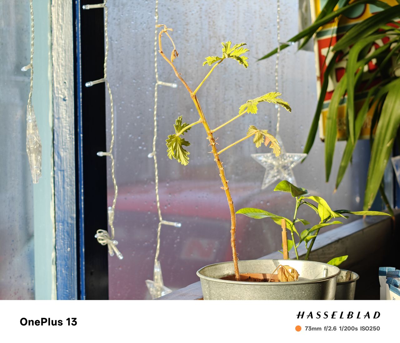 A photo captured on the OnePlus 13