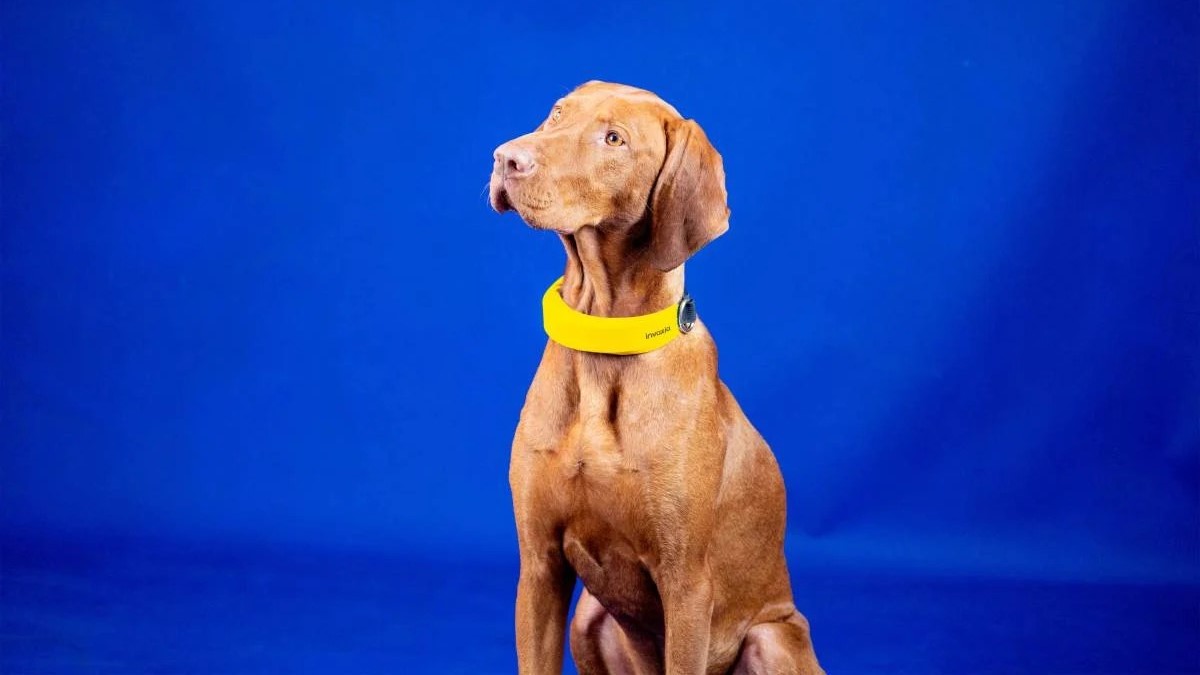 invoxia smart dog collar on brown dog in blue room