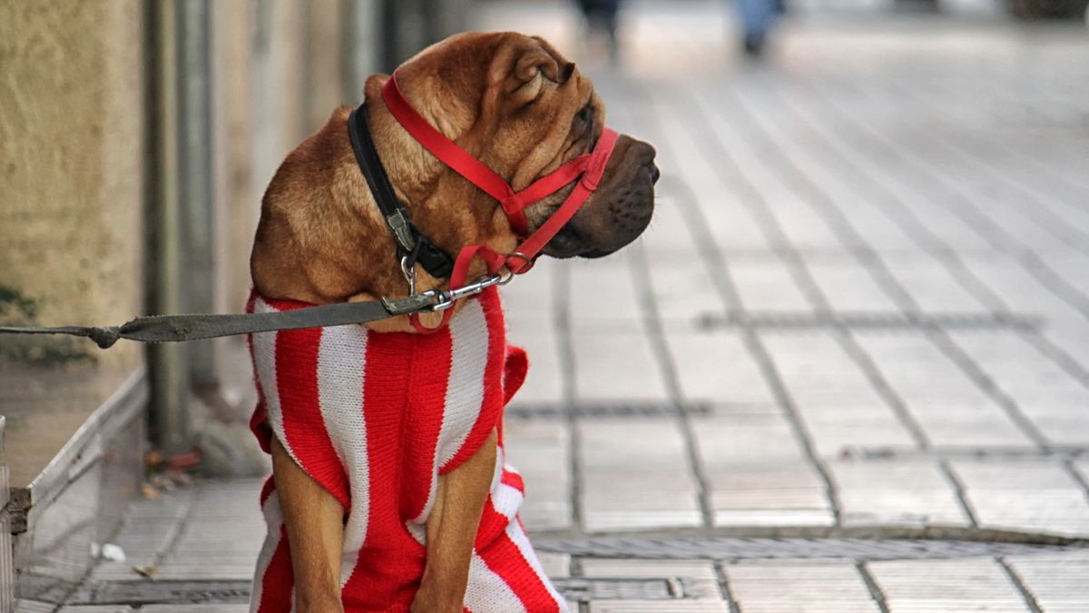 Head collars for dogs - a dog wearing a red head collar