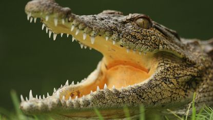 Crocodile 