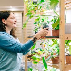 A woman picks up a plant from a shelf of houseplants under grow lights