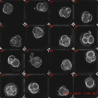 Human embryo up to day two of development.