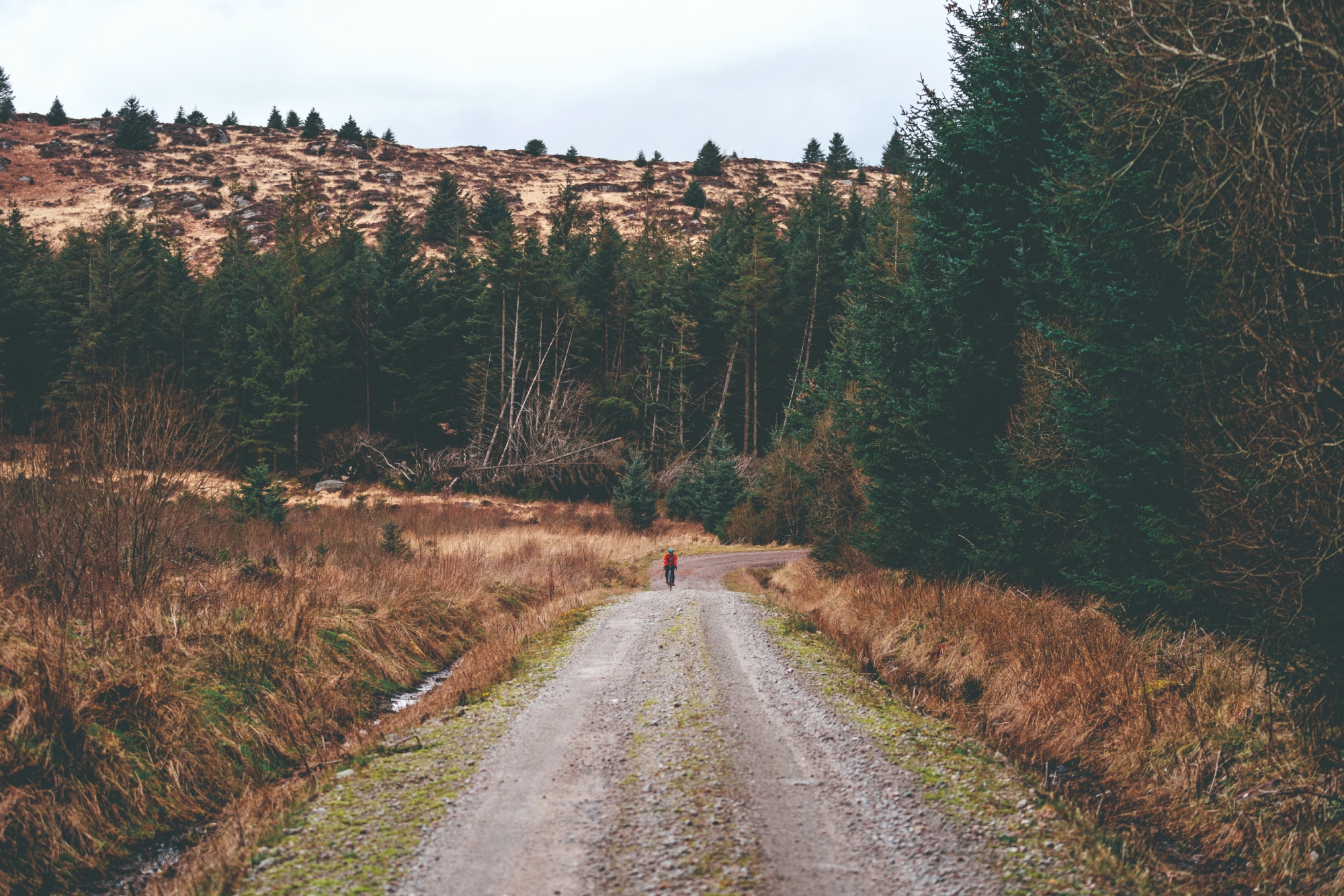 A lone rider heads towards the camera on a gravel track through Scottish pines