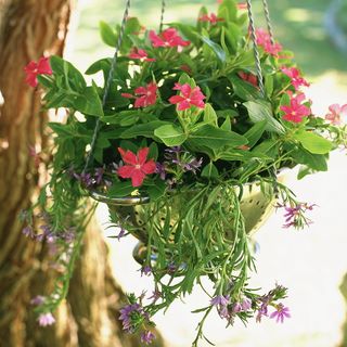 hanging basket with pink flower plant