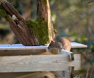 Rat on compost bin