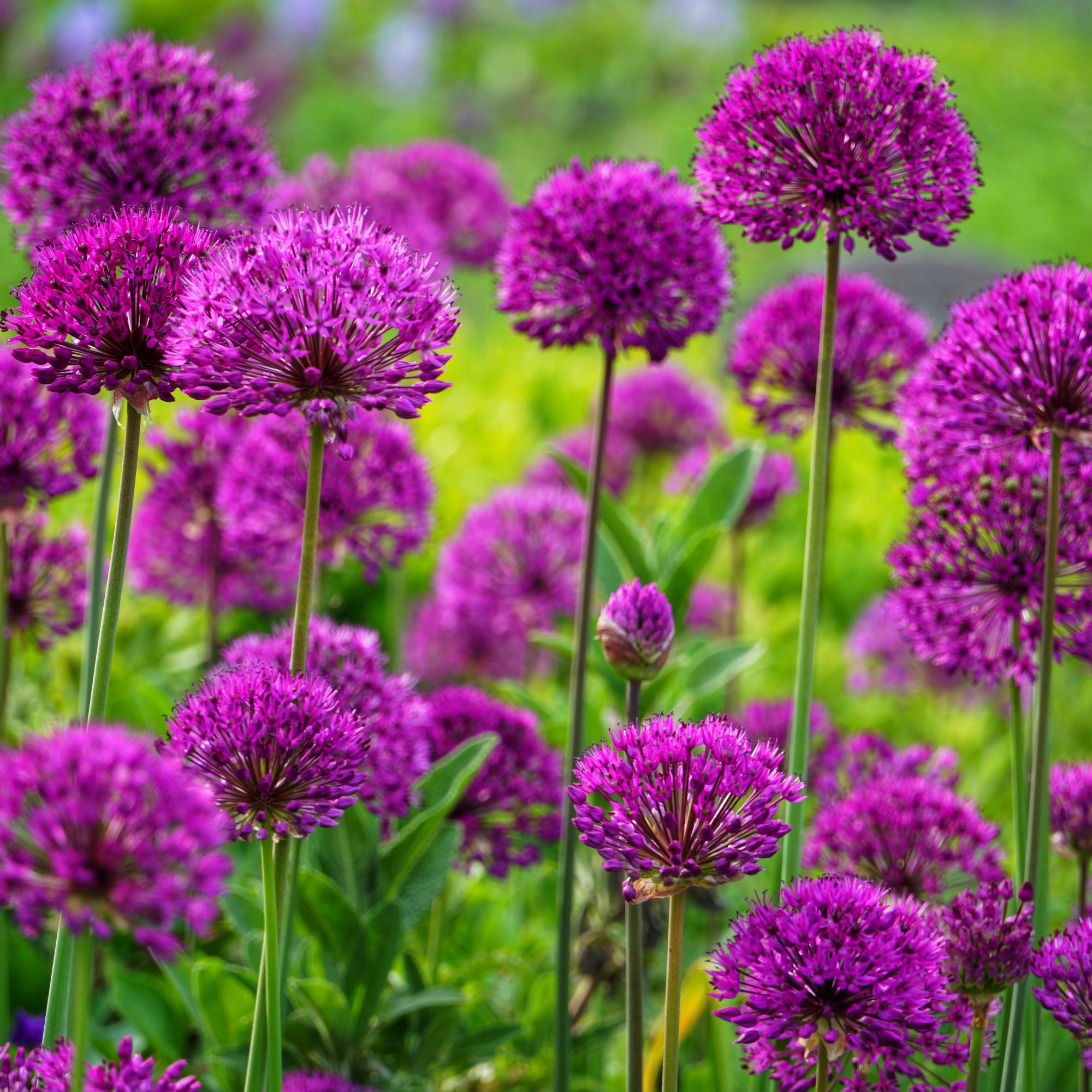 alliums in garden