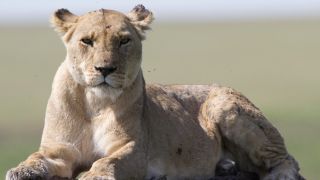 Lioness Bibi sits on the ground facing the camera