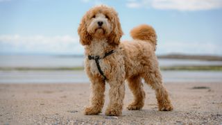 cockapoo on the beach