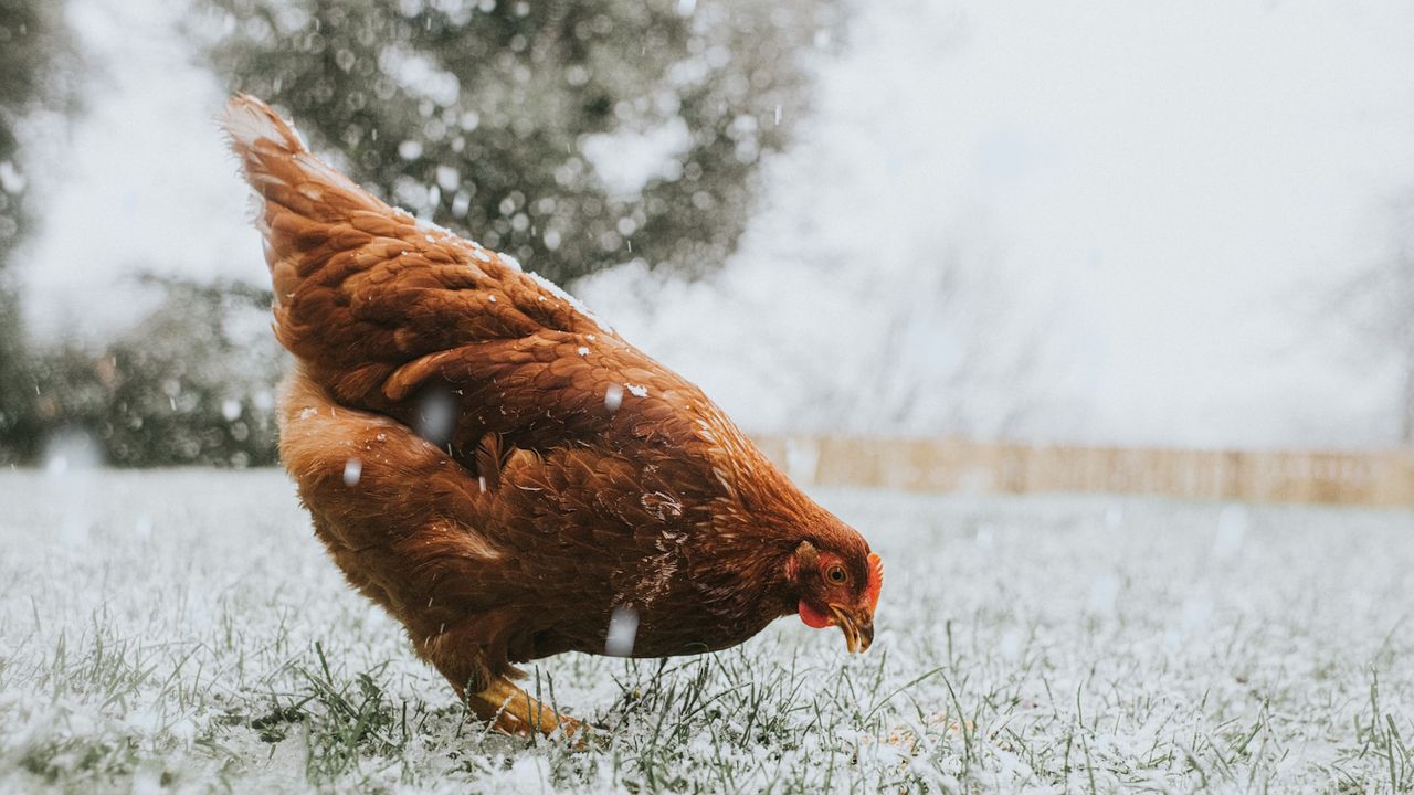 Chicken feeding in winter 