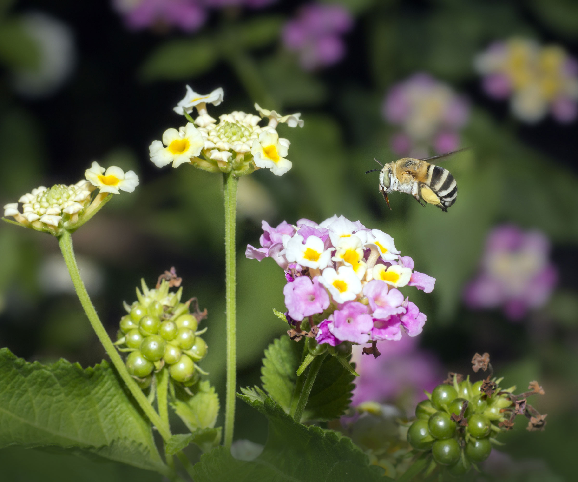 blueberry bee flying towards colorful flowers in garden