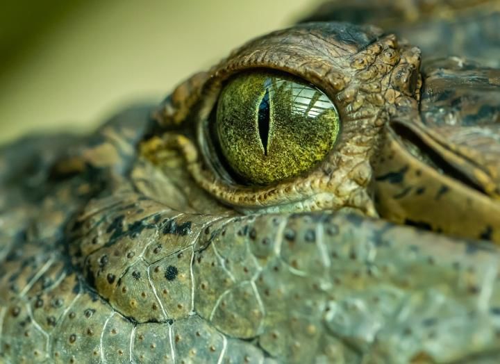 A close up shot of a crocodile eye