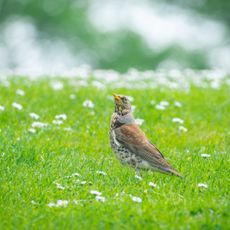 A bird (a songthrush) stands in the grass and looks up