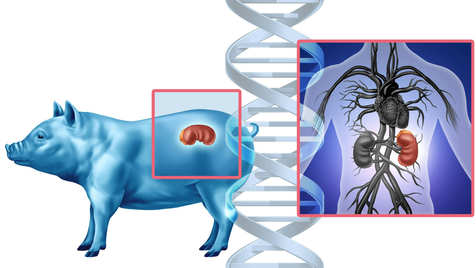 illustration of a pig with its kidney highlighted; a strand of DNA; and a diagram of a human torso with its kidney highlighted