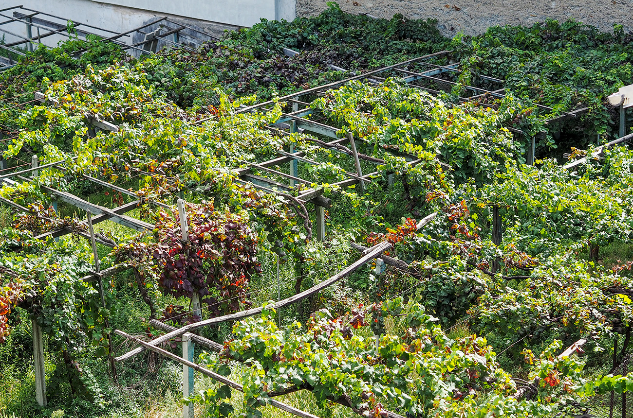 Pergola vines Aosta Valley