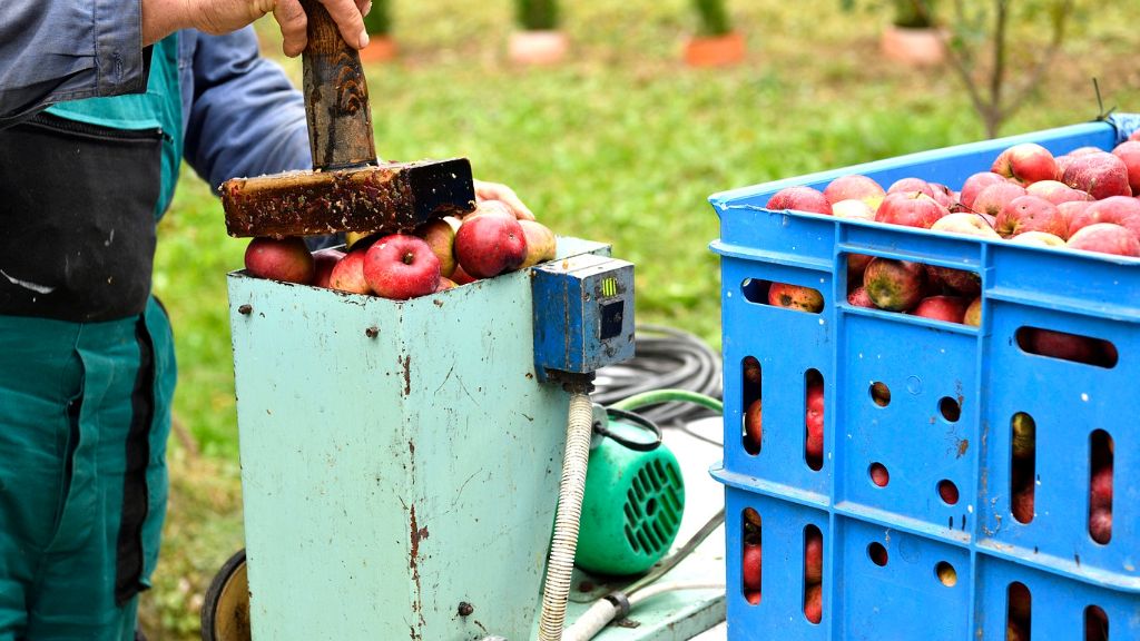 farmer using machine to crush apples and make fresh apple cider 