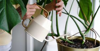 person watering a Monstera plant with a cream metal watering can