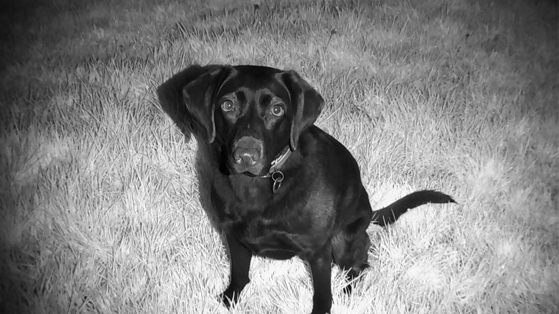 Nightfox Whisker durante a revisão