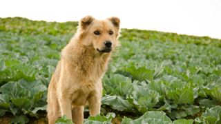 Dog in a cabbage field