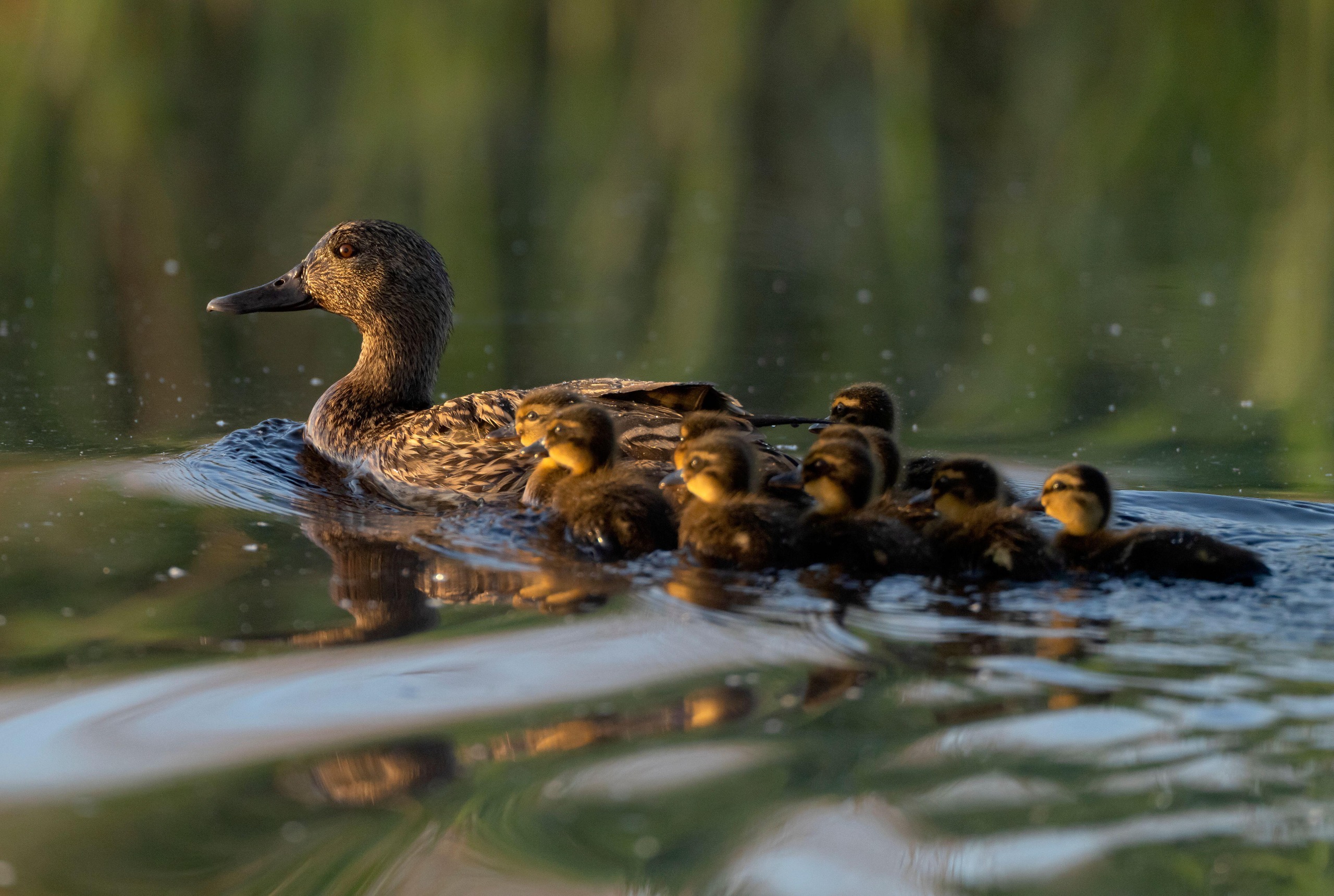A female mallard swimming along, closely followed by seven ducklings