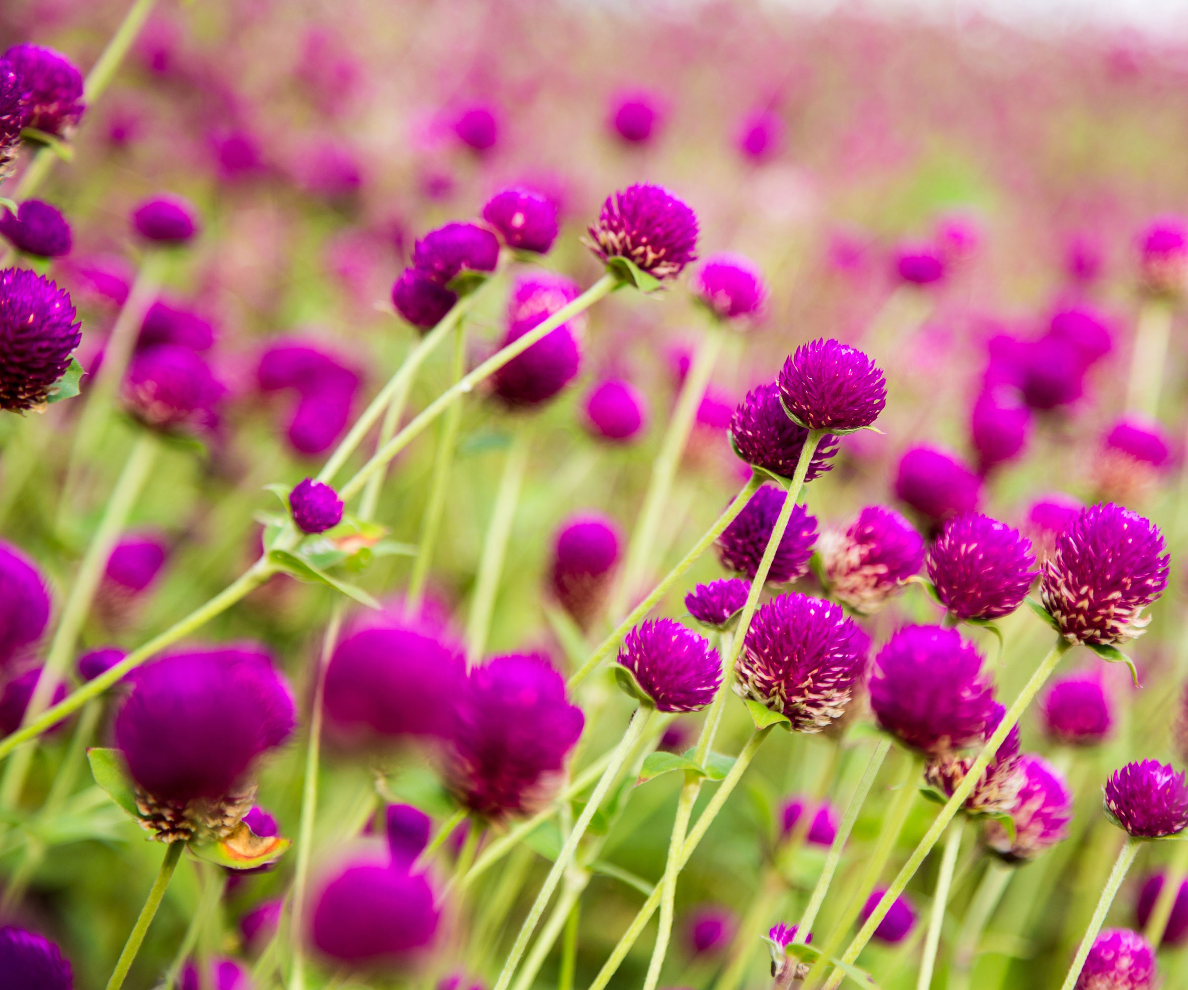 globe amaranth plants with bright purple flower heads