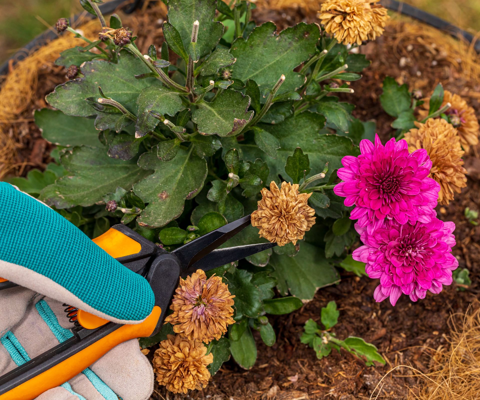 deadheading mums showing pruners and healthy pink flowers