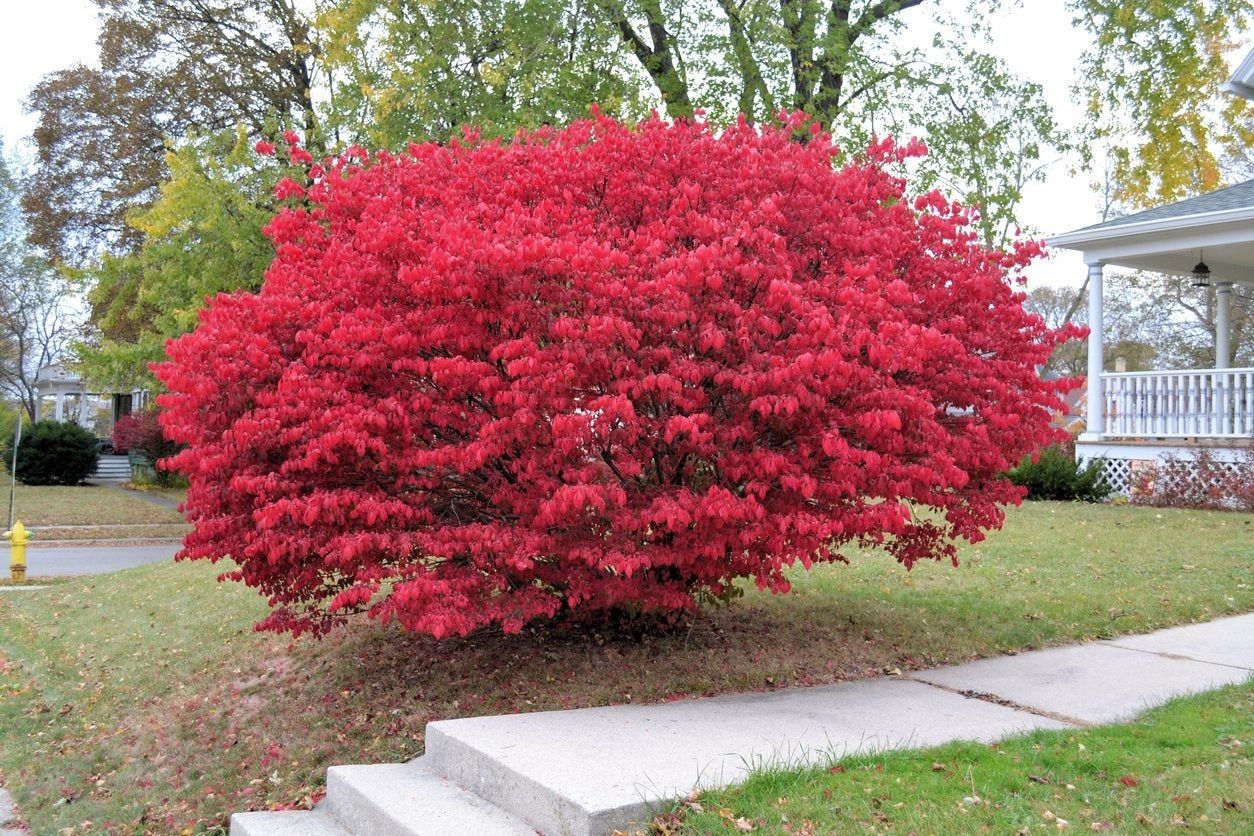 Giant Red Burning Bush