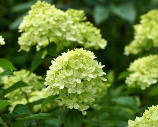 white flowers of Hydrangea paniculata ‘Jane’ (syn. ‘Little Lime’)