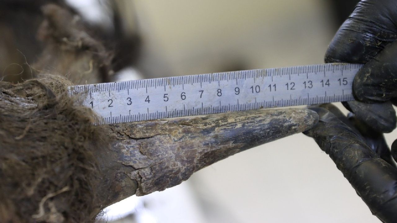 A ruler next to the bison's horns.